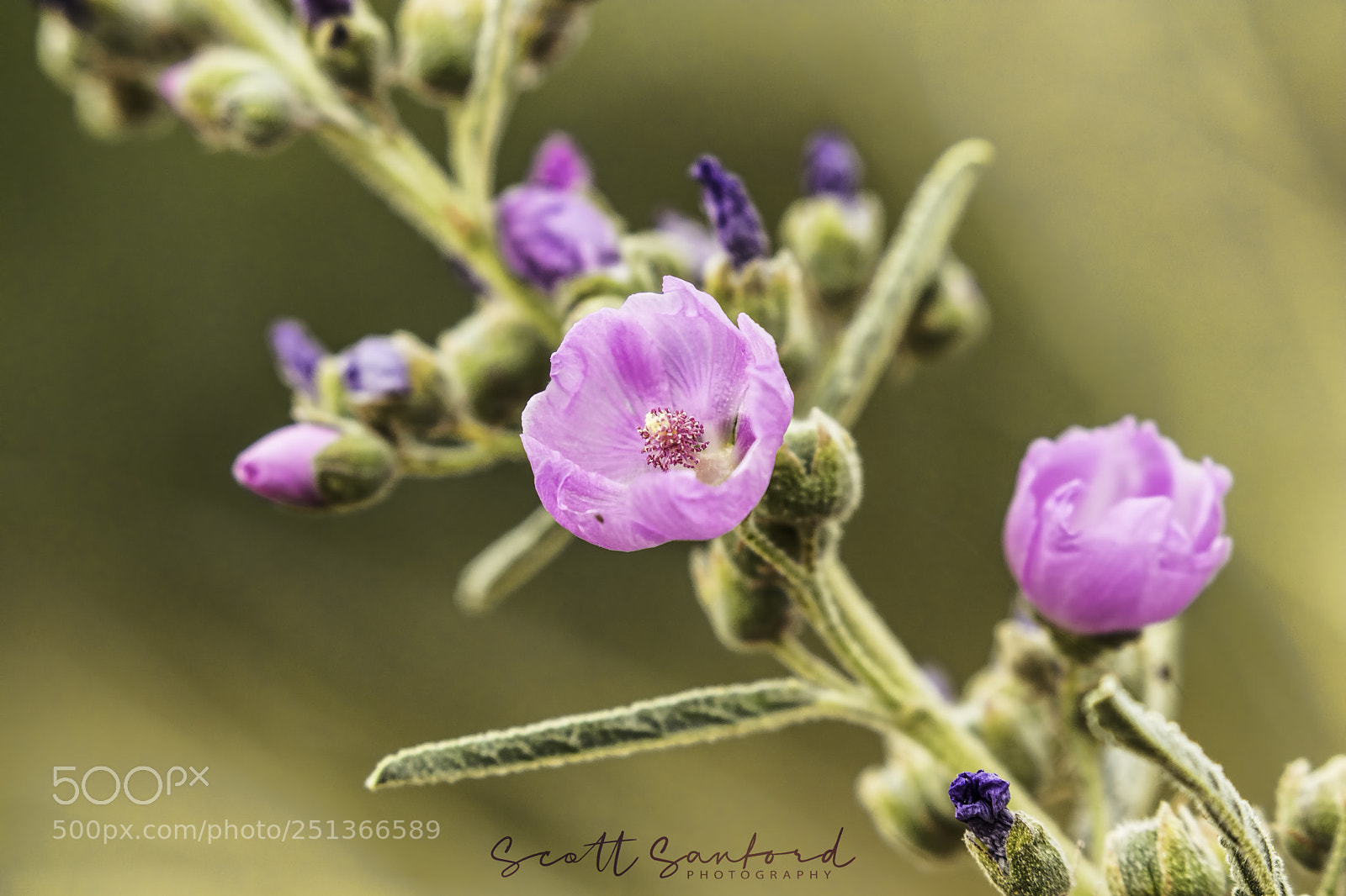 Canon EOS 80D sample photo. Spring in the desert photography