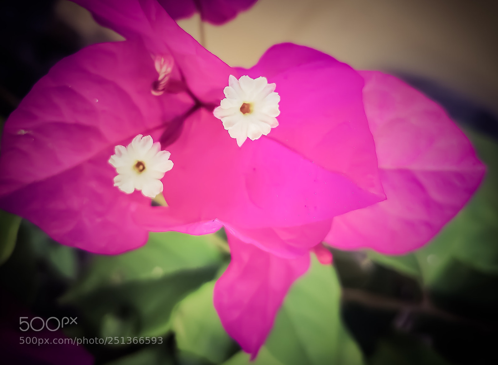 HUAWEI Mate 10 Pro sample photo. Bugambilia rosa photography