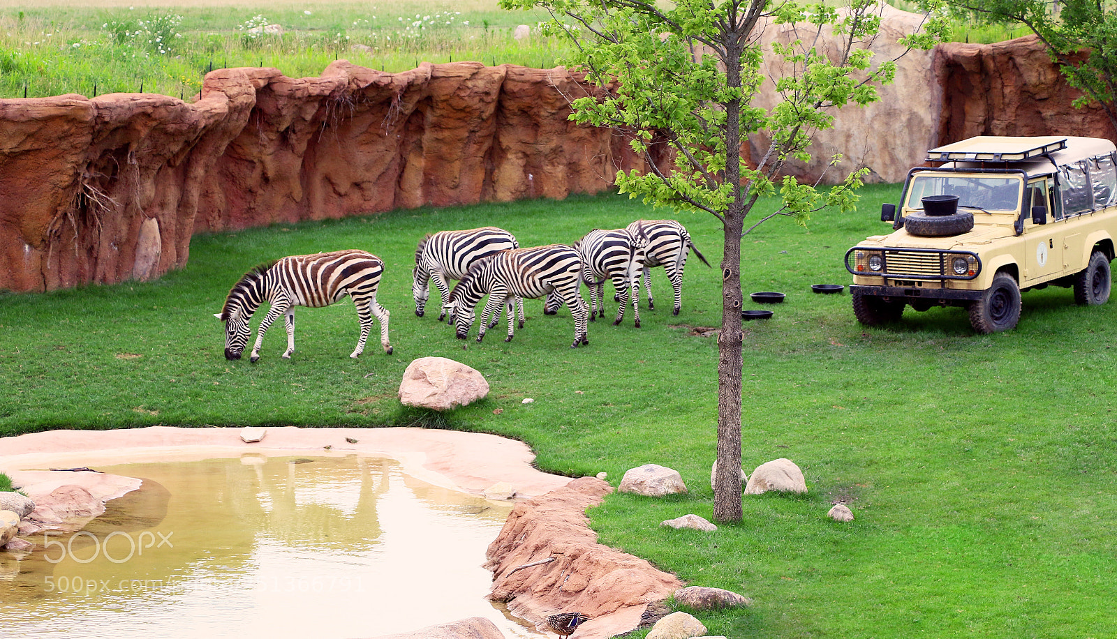Canon EOS 70D sample photo. Zebras photography
