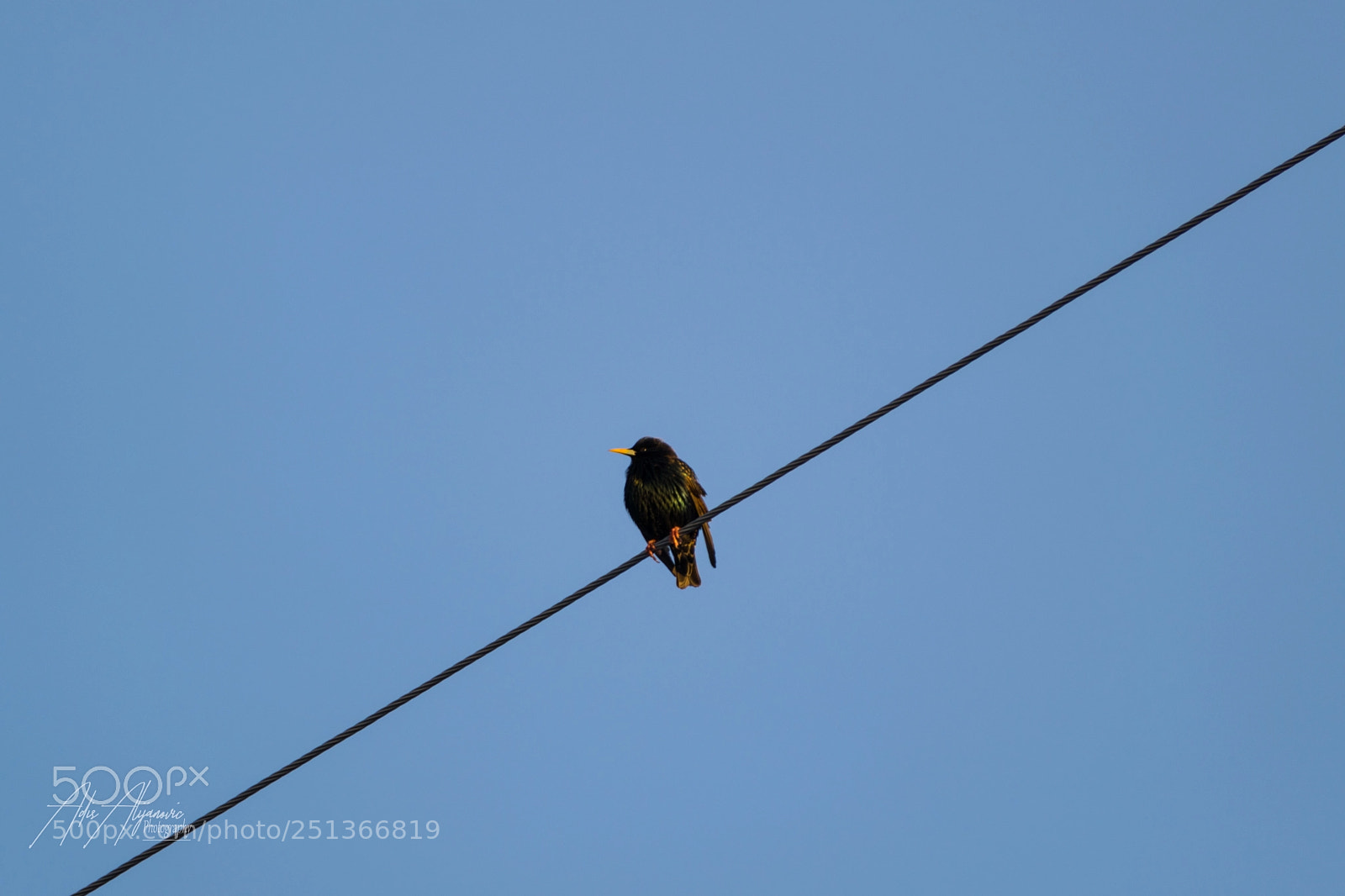 Nikon D5300 sample photo. Common starling photography