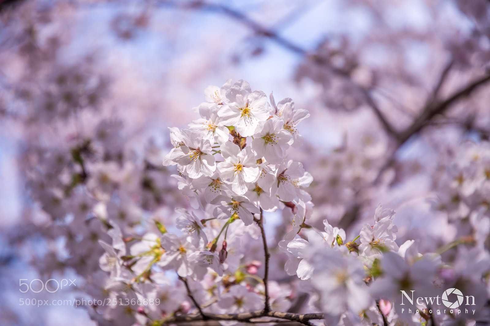 Nikon D7200 sample photo. Sakura, cherry blossom photography