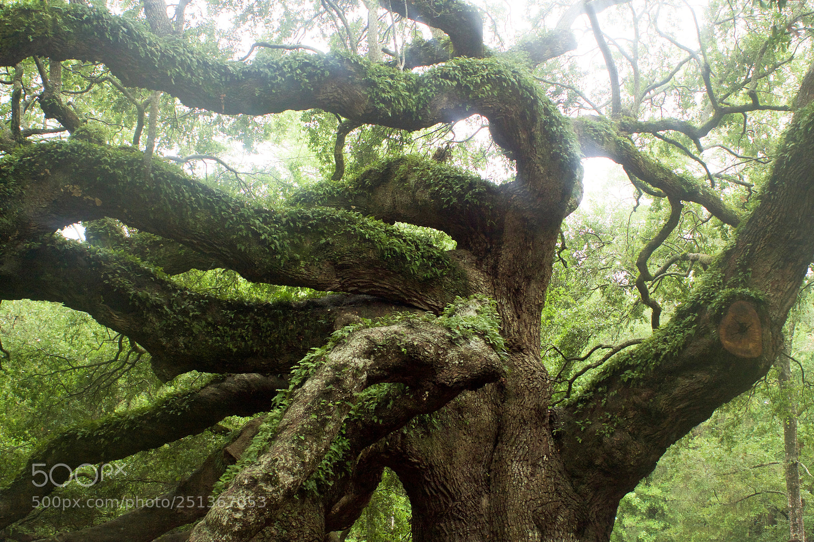 Canon EOS 40D sample photo. Natural heritage photography