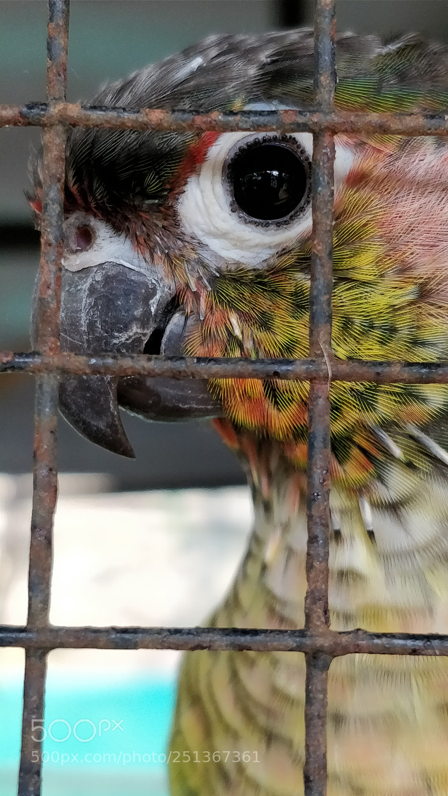 OnePlus 5 sample photo. Peekaboo photography