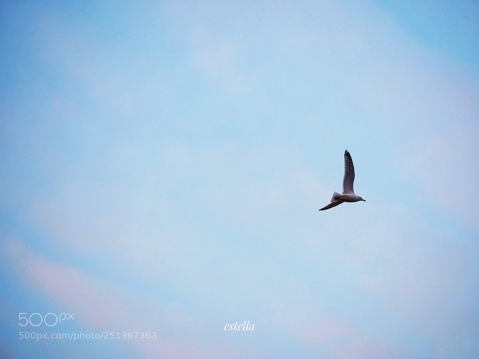 Olympus OM-D E-M10 III sample photo. Seagull photography