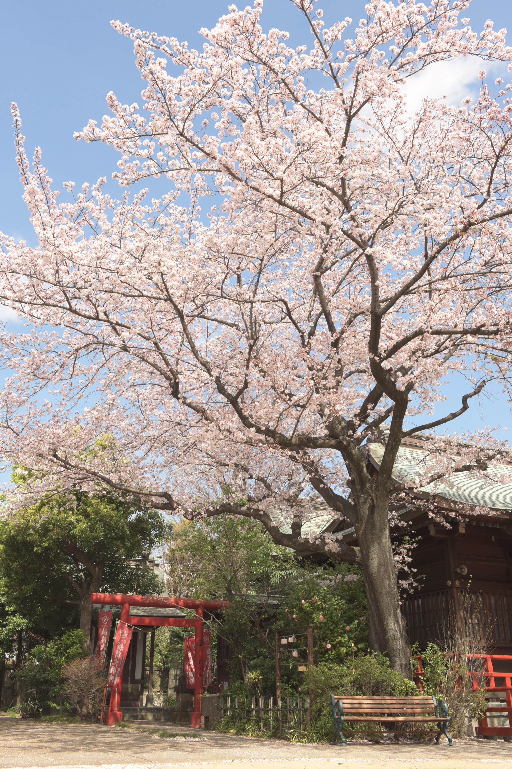 Nikon AF-S Nikkor 24-70mm F2.8G ED sample photo. Sakura photography
