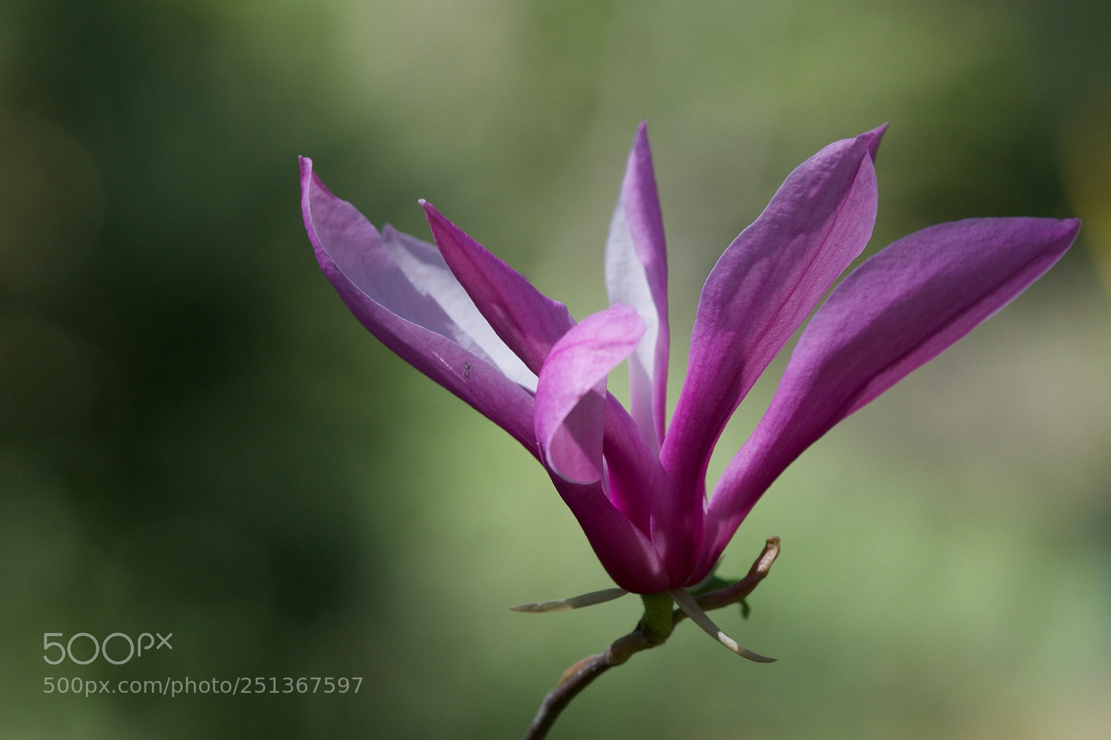 Sony a6000 sample photo. Magnolia photography