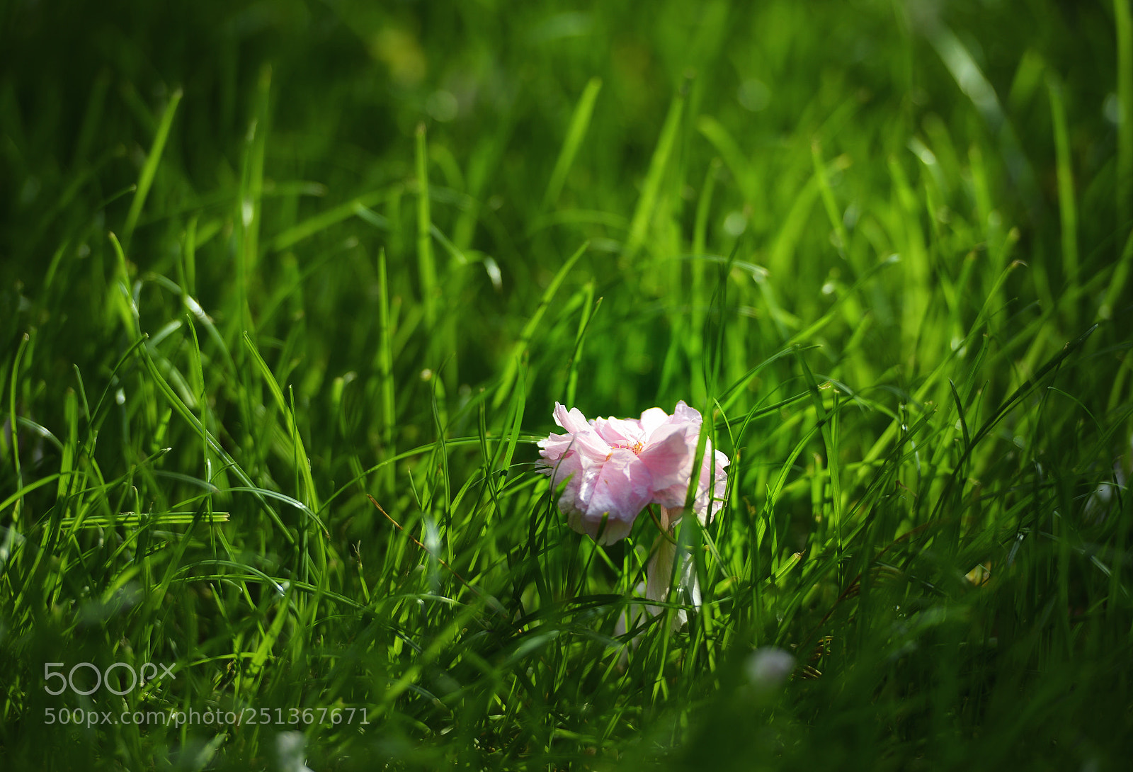 Nikon D800 sample photo. Untitled photography