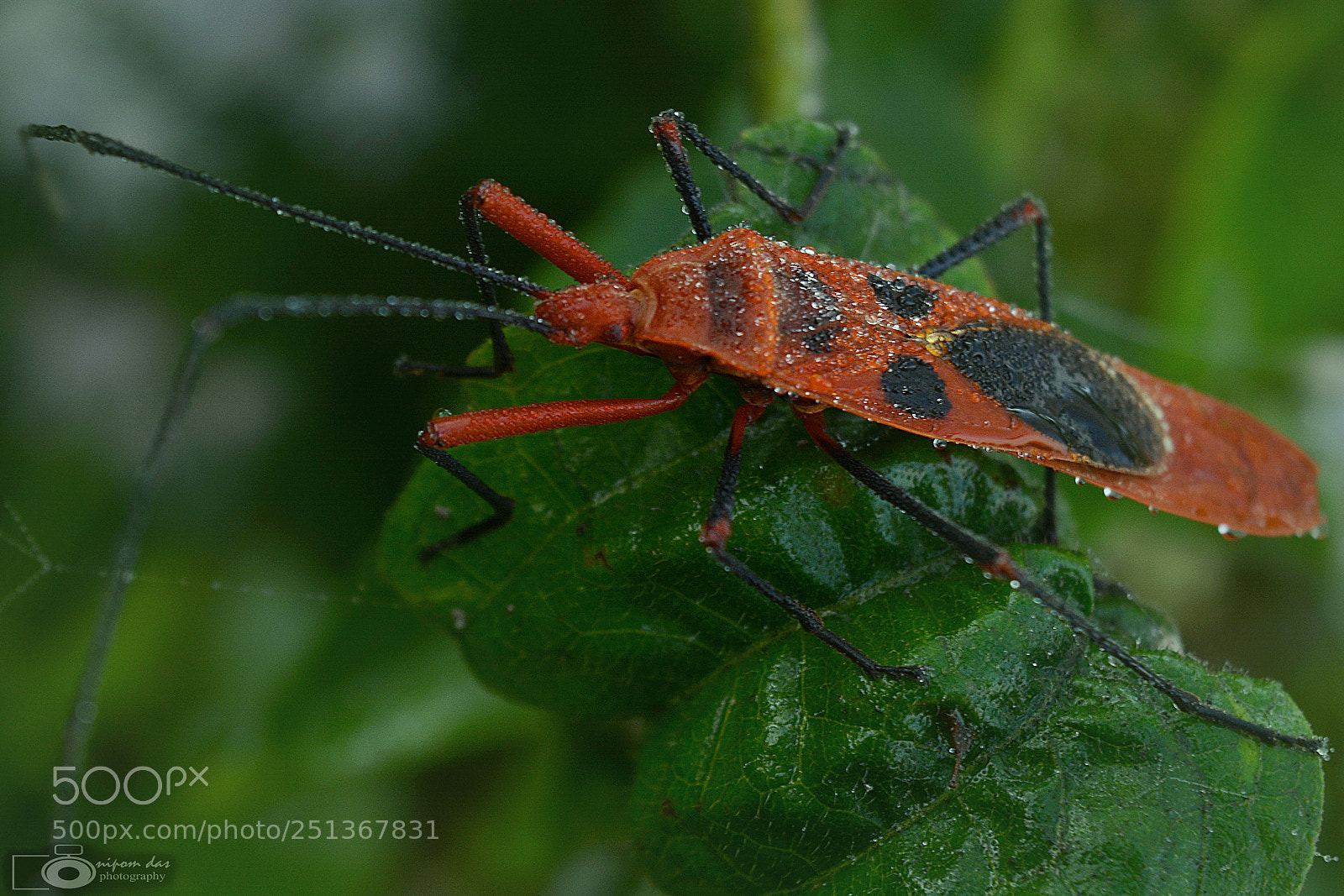 Nikon D5200 sample photo. Insect photography