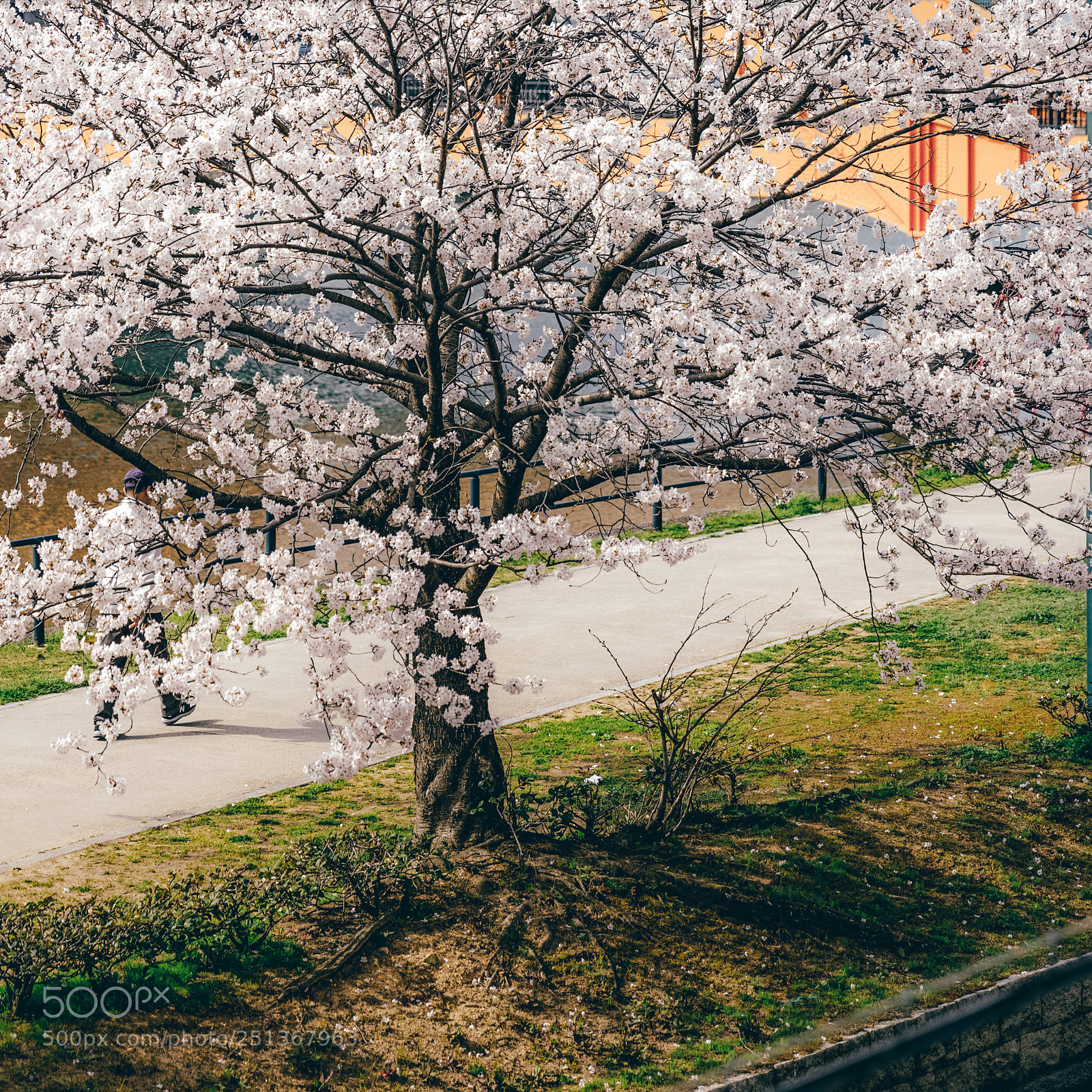 Canon EOS 5D Mark IV sample photo. Sakura photography