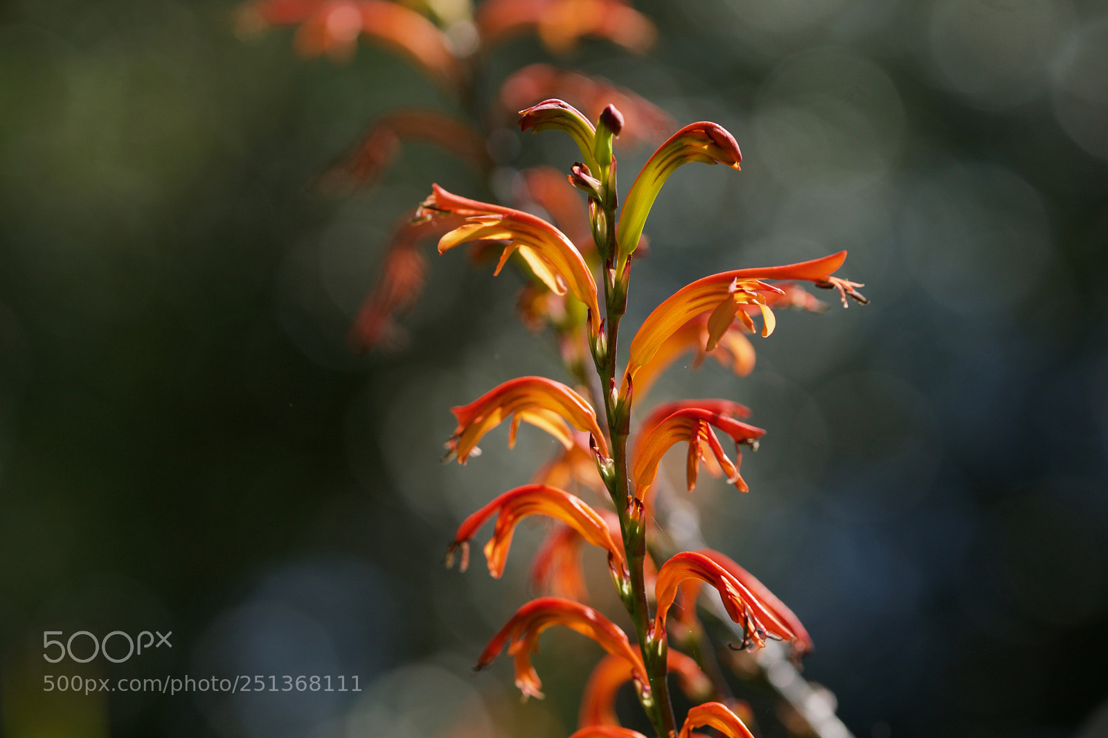 Sony a6000 sample photo. Nature in natural light photography