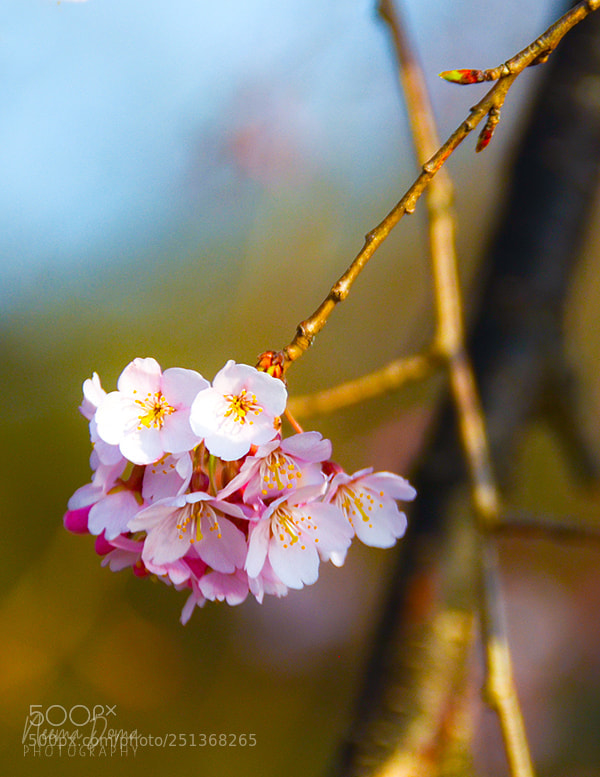 Nikon D7000 sample photo. Blossom photography
