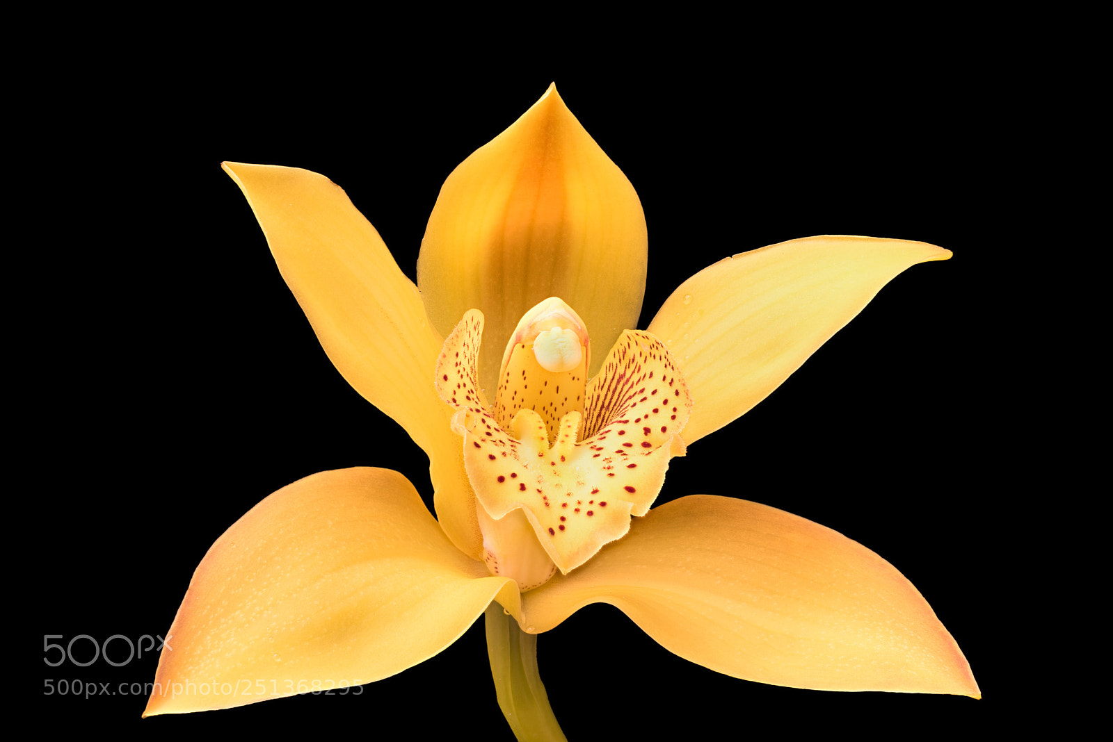 Sony a7R sample photo. Yellow orchid c edit photography