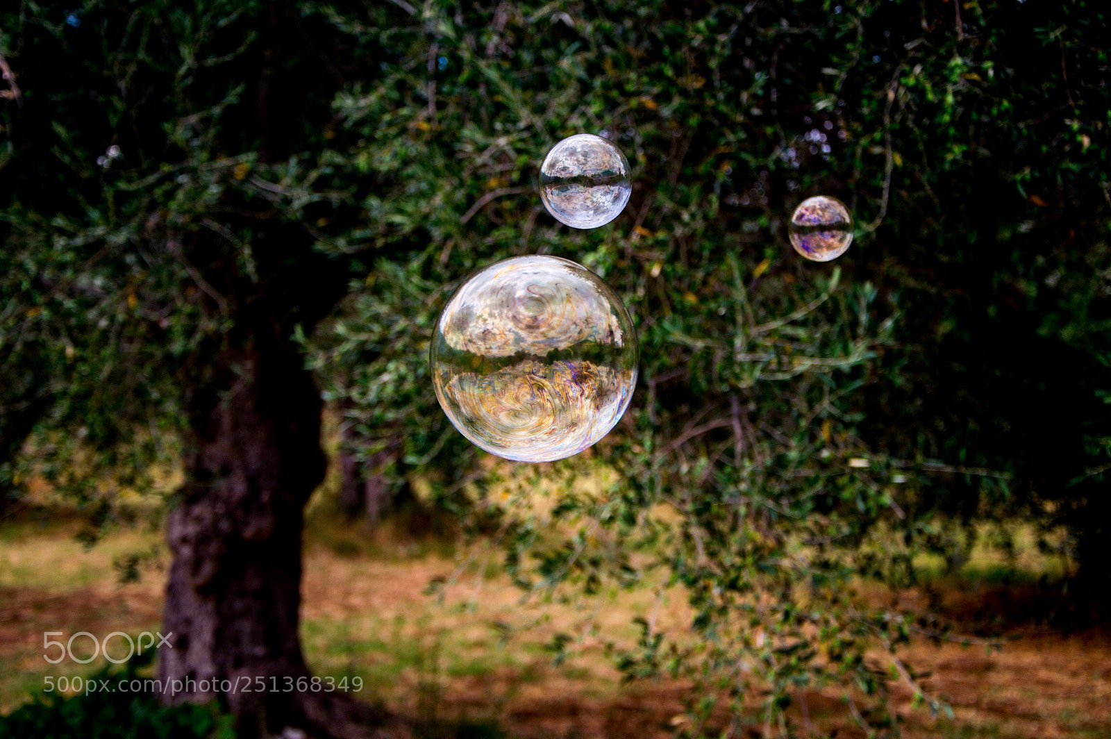 Nikon D3200 sample photo. Ulivi di sapone photography
