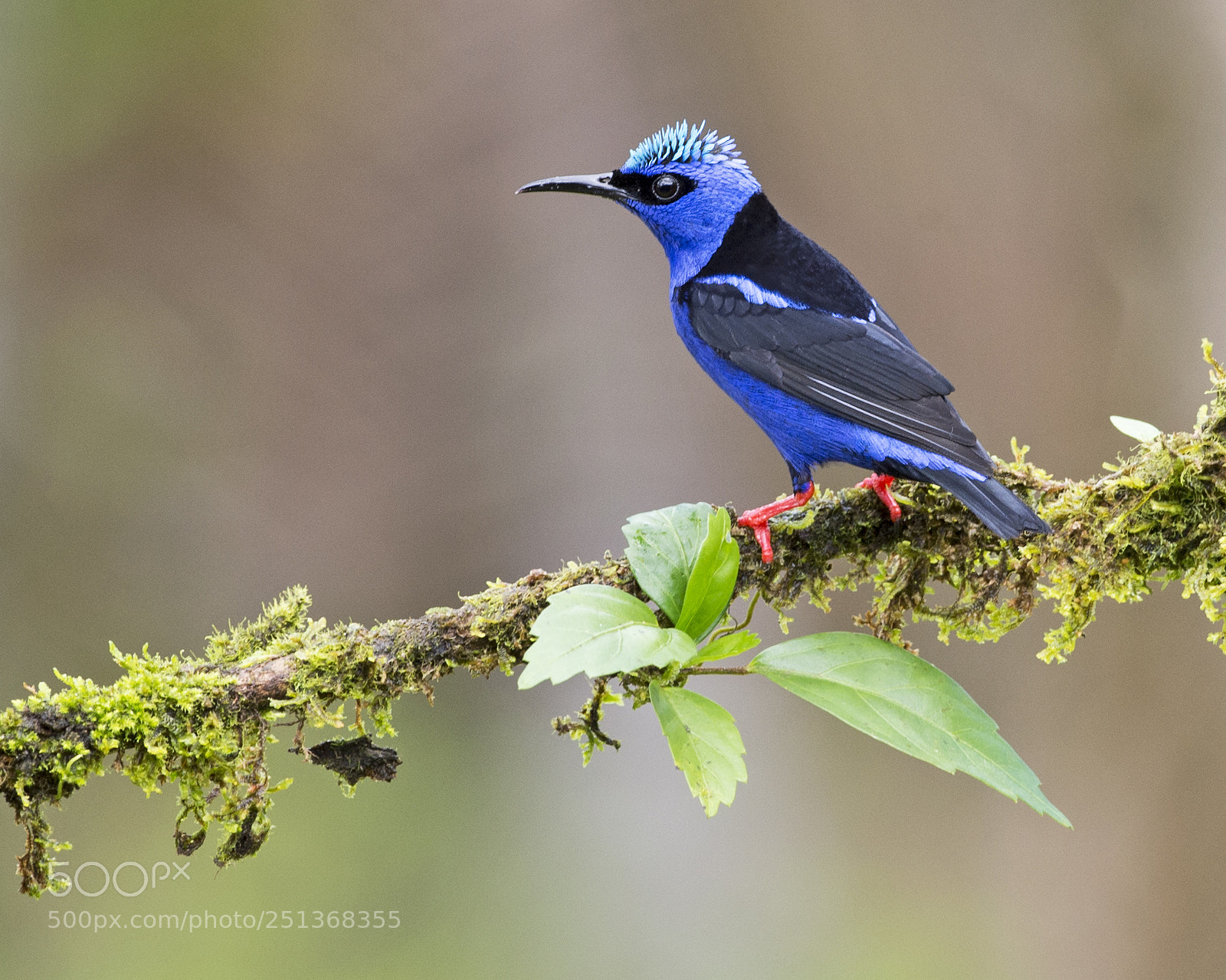 Nikon D4 sample photo. Red-legged honeycreeper photography