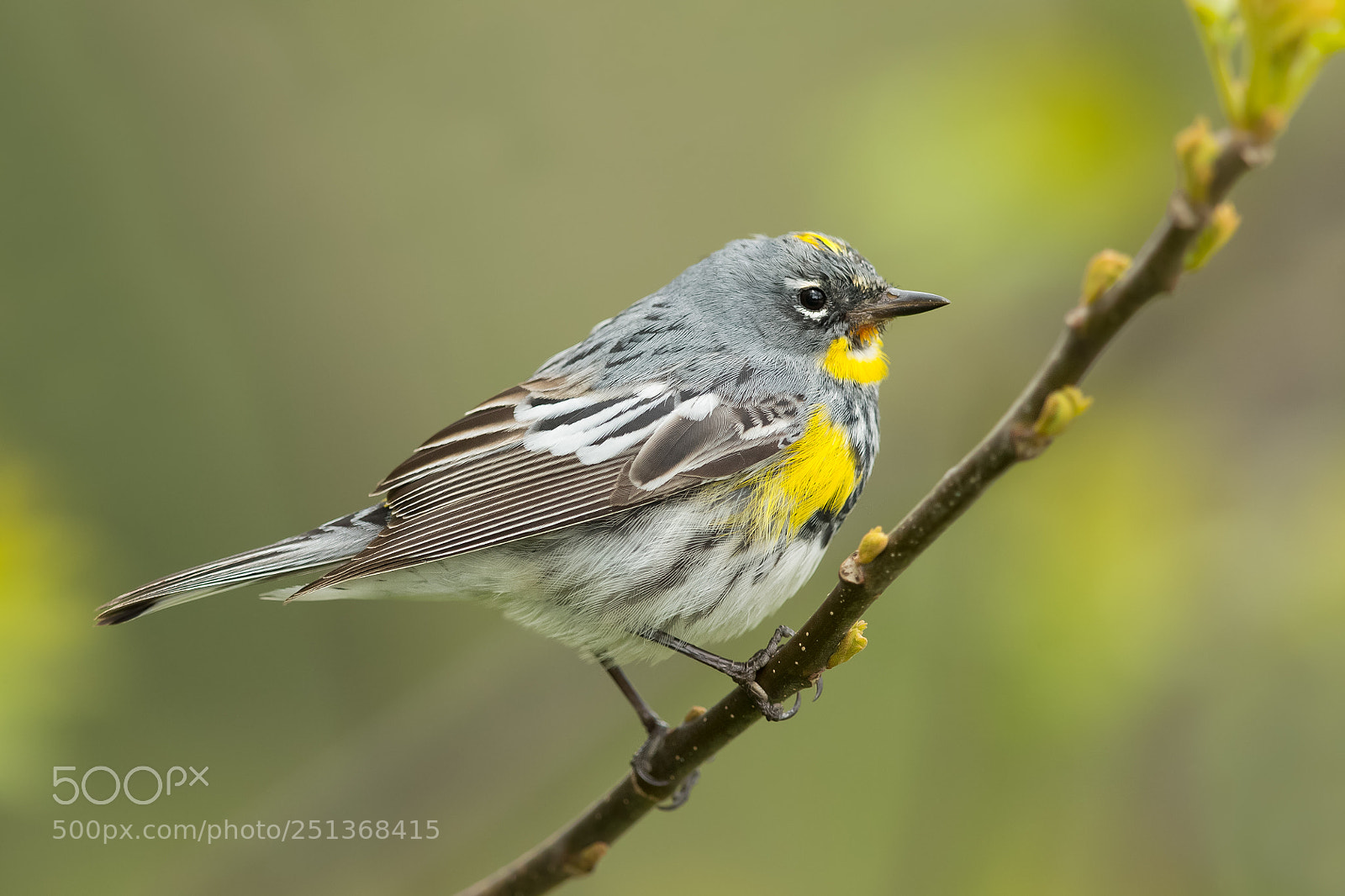 Canon EOS-1D X sample photo. Yellow rumped warbler photography