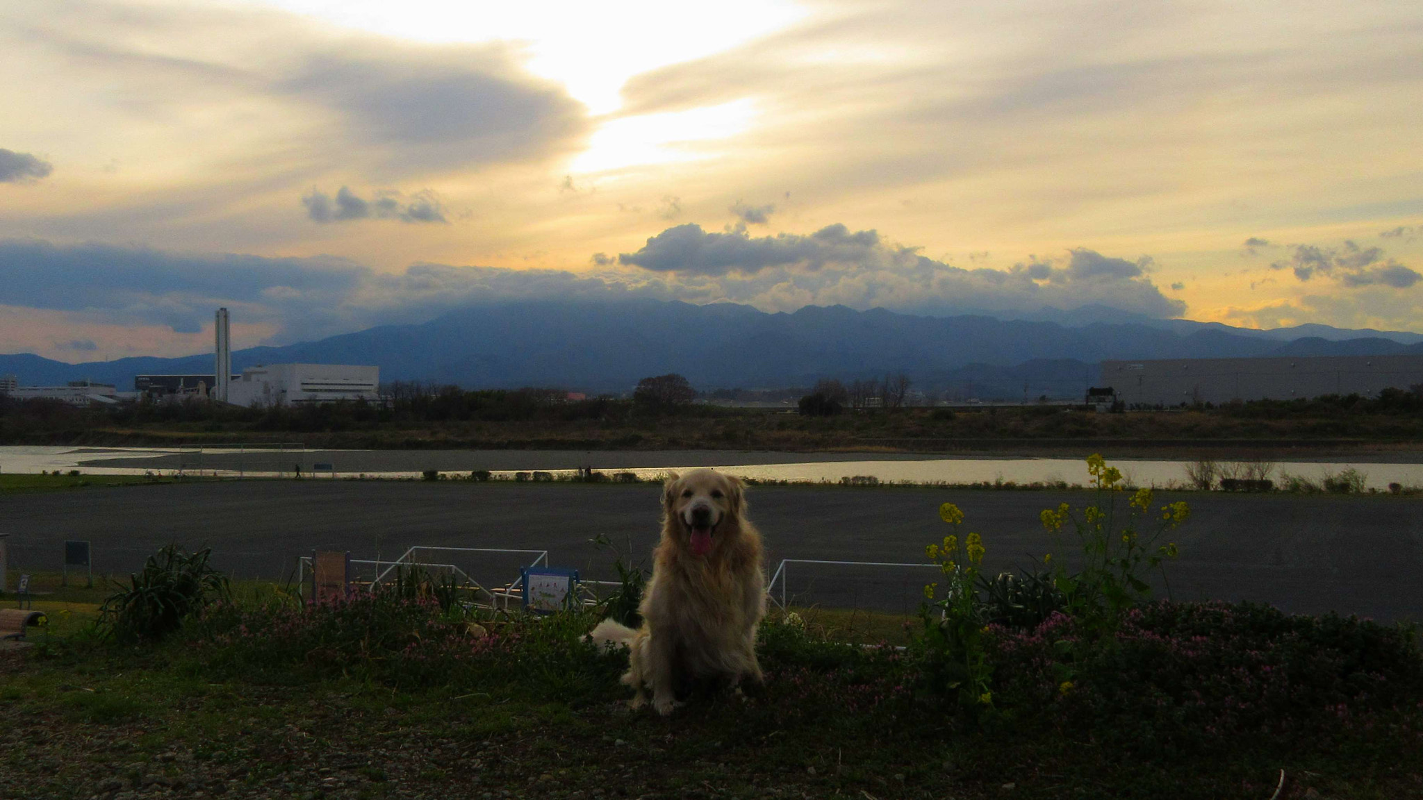 Canon PowerShot ELPH 360 HS (IXUS 285 HS / IXY 650) sample photo. Here is my sweet dog photography