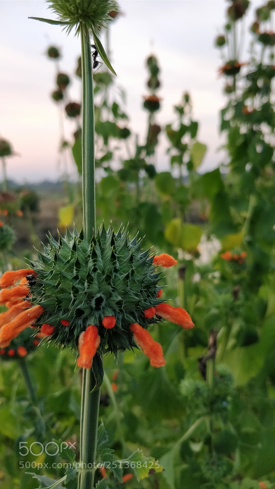 OnePlus 5 sample photo. Climbing high photography