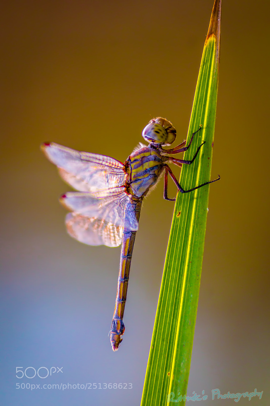Canon EOS 1300D (EOS Rebel T6 / EOS Kiss X80) sample photo. Dragonfly photography