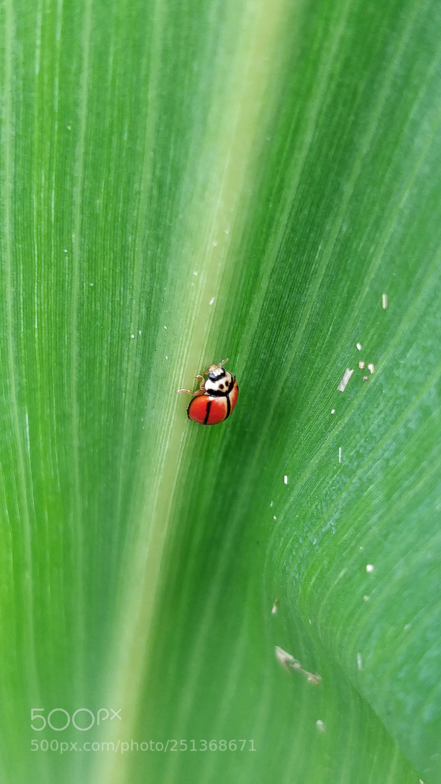 OnePlus 5 sample photo. Ladybird photography