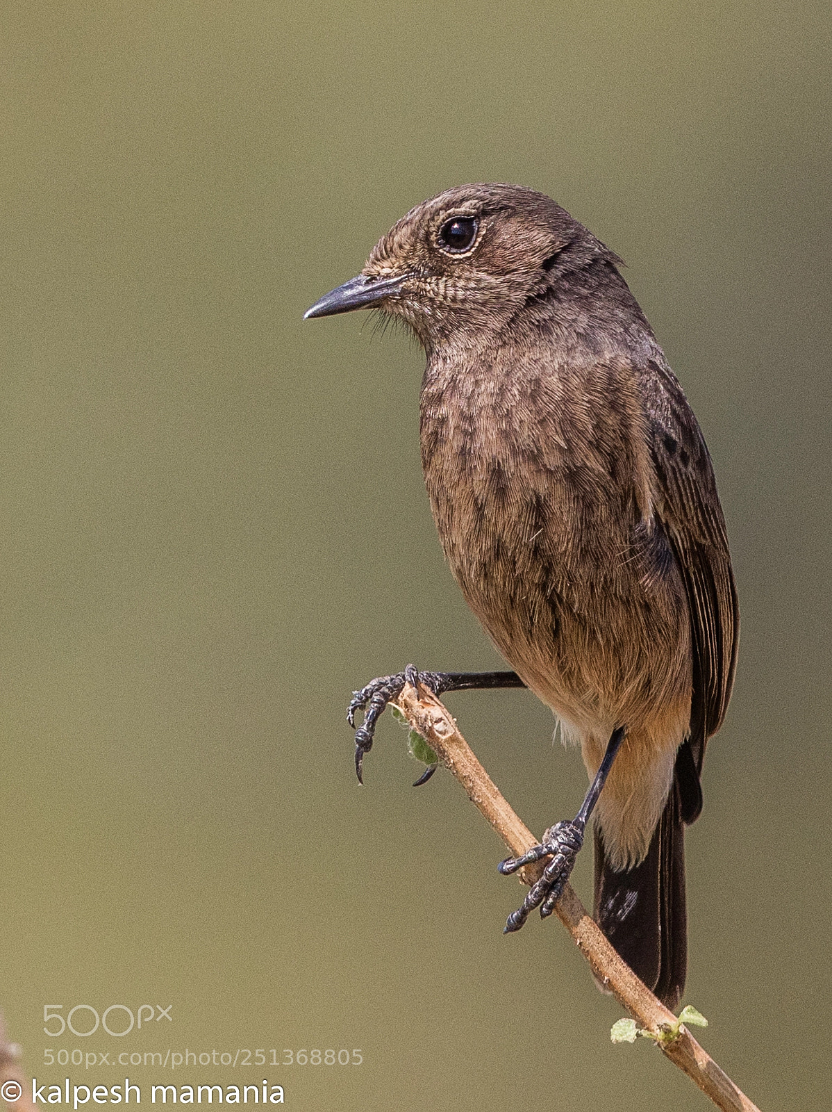 Canon EOS 5DS R sample photo. Pied bush chat-female. photography