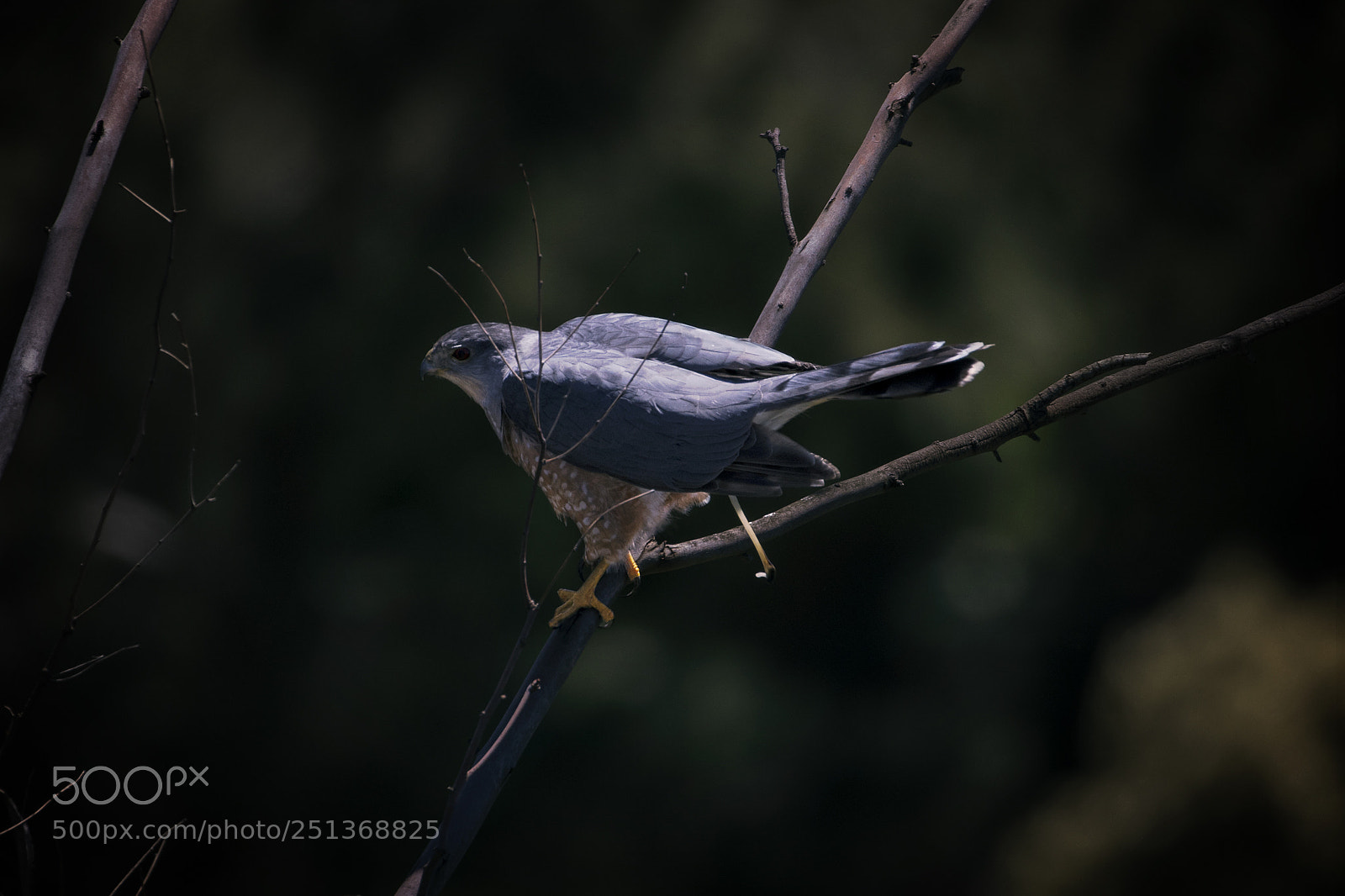 Canon EOS 750D (EOS Rebel T6i / EOS Kiss X8i) sample photo. Falcon hunt photography