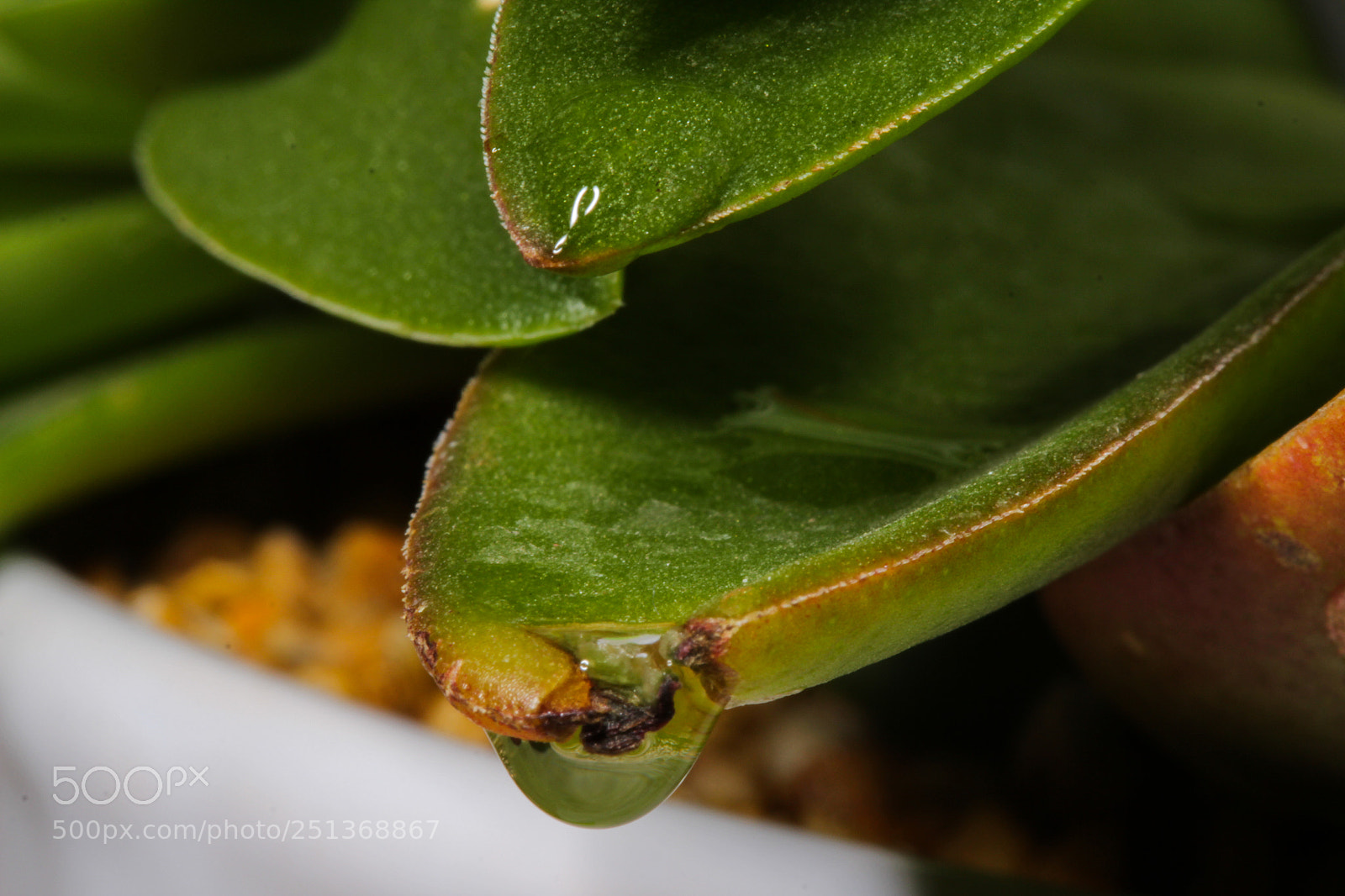 Canon EOS 600D (Rebel EOS T3i / EOS Kiss X5) sample photo. First rain drops photography