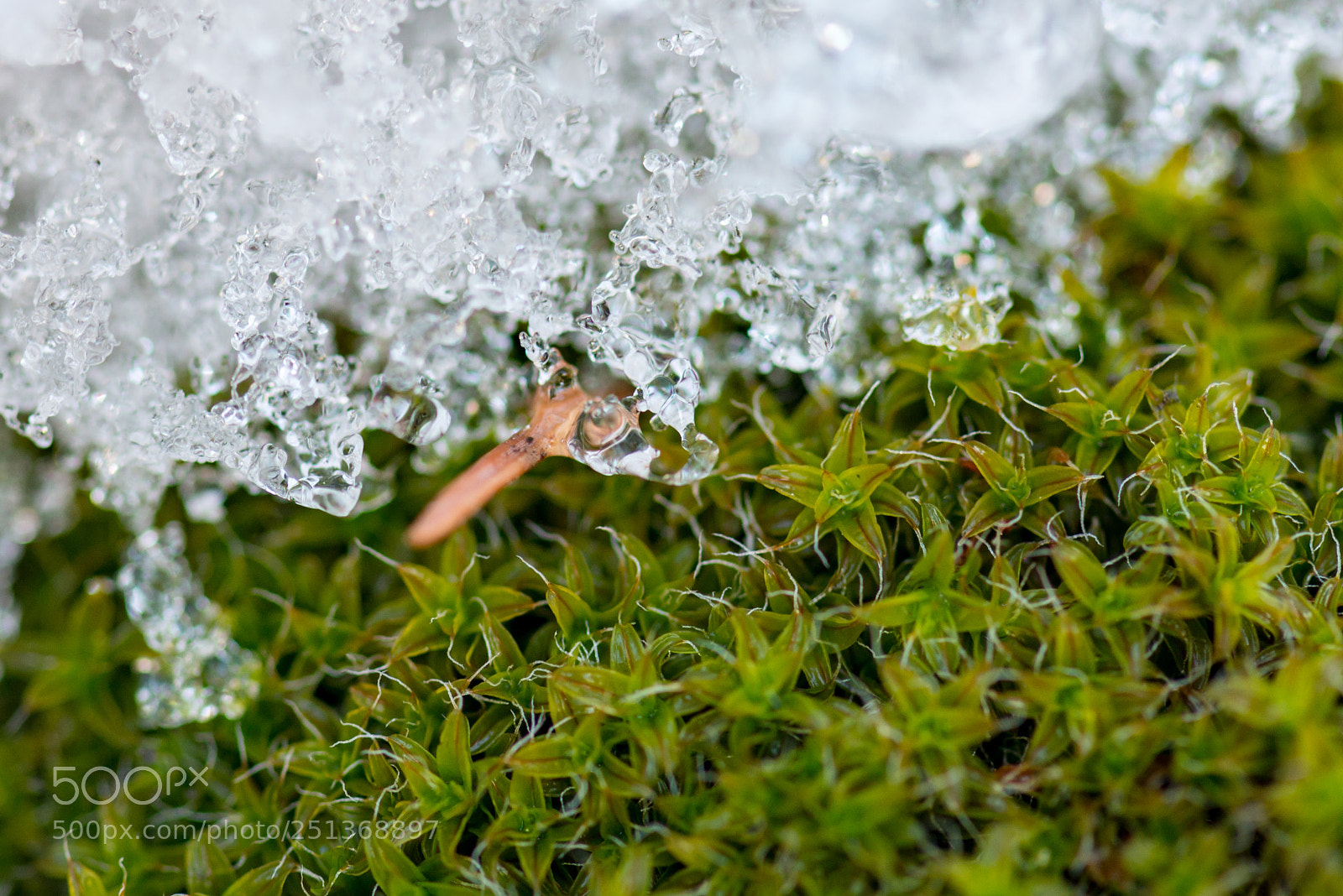 Nikon D600 sample photo. Retreating spring snow photography