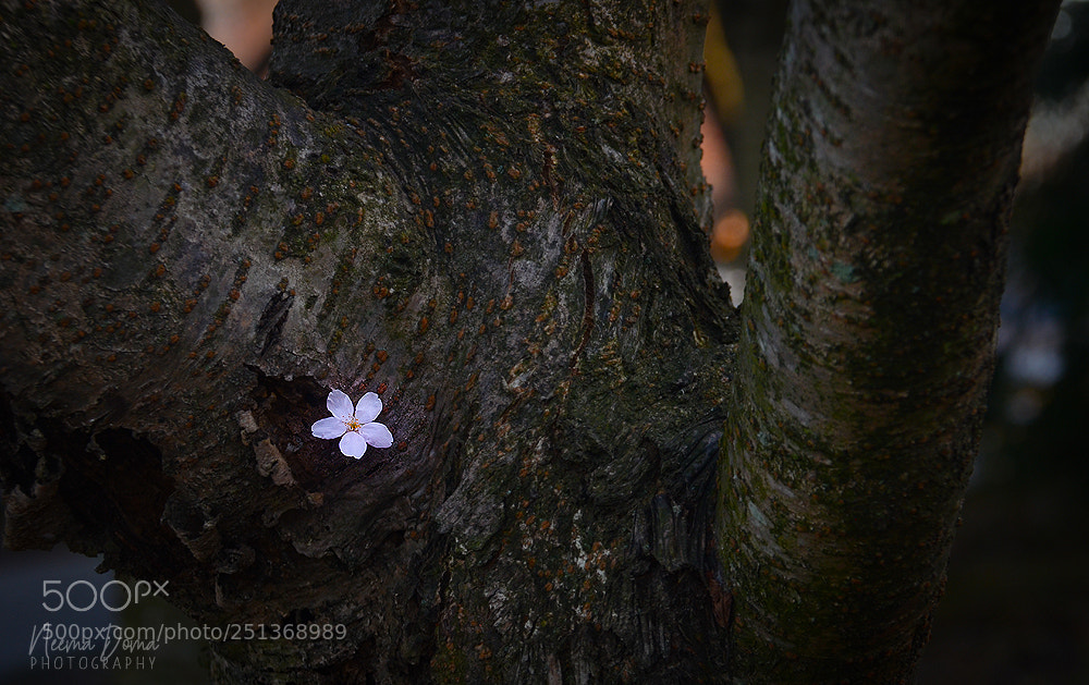 Nikon D7000 sample photo. Cherry blssom photography