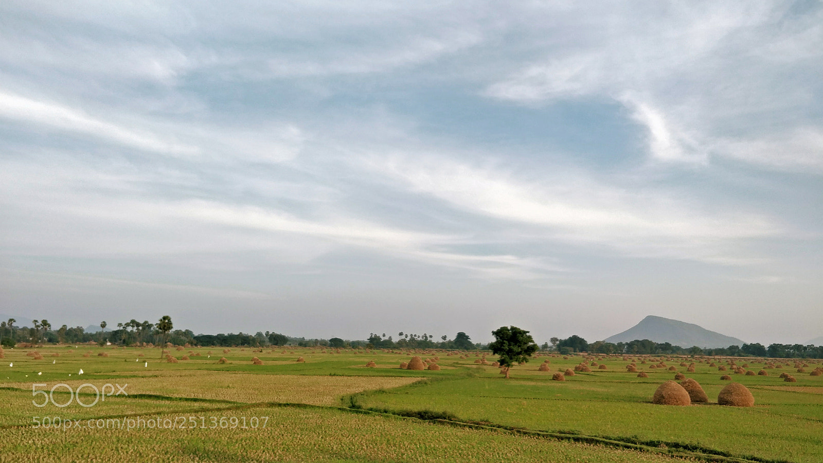 OnePlus 5 sample photo. Paddy feilds photography