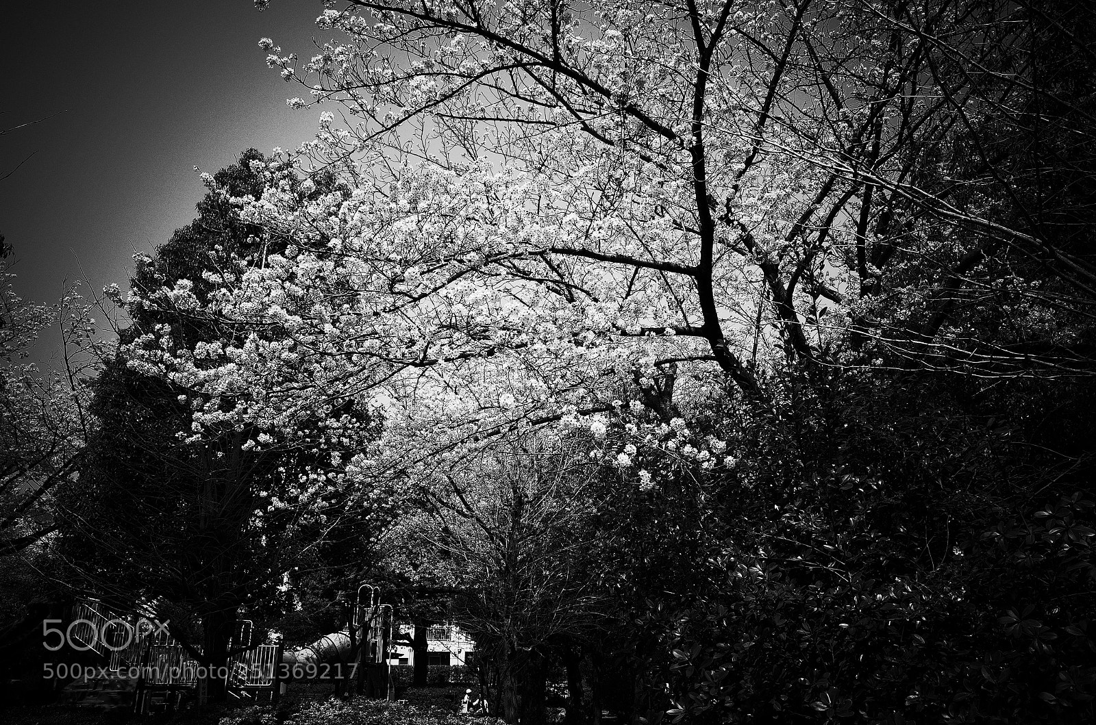 Ricoh GR II sample photo. Sakura photography