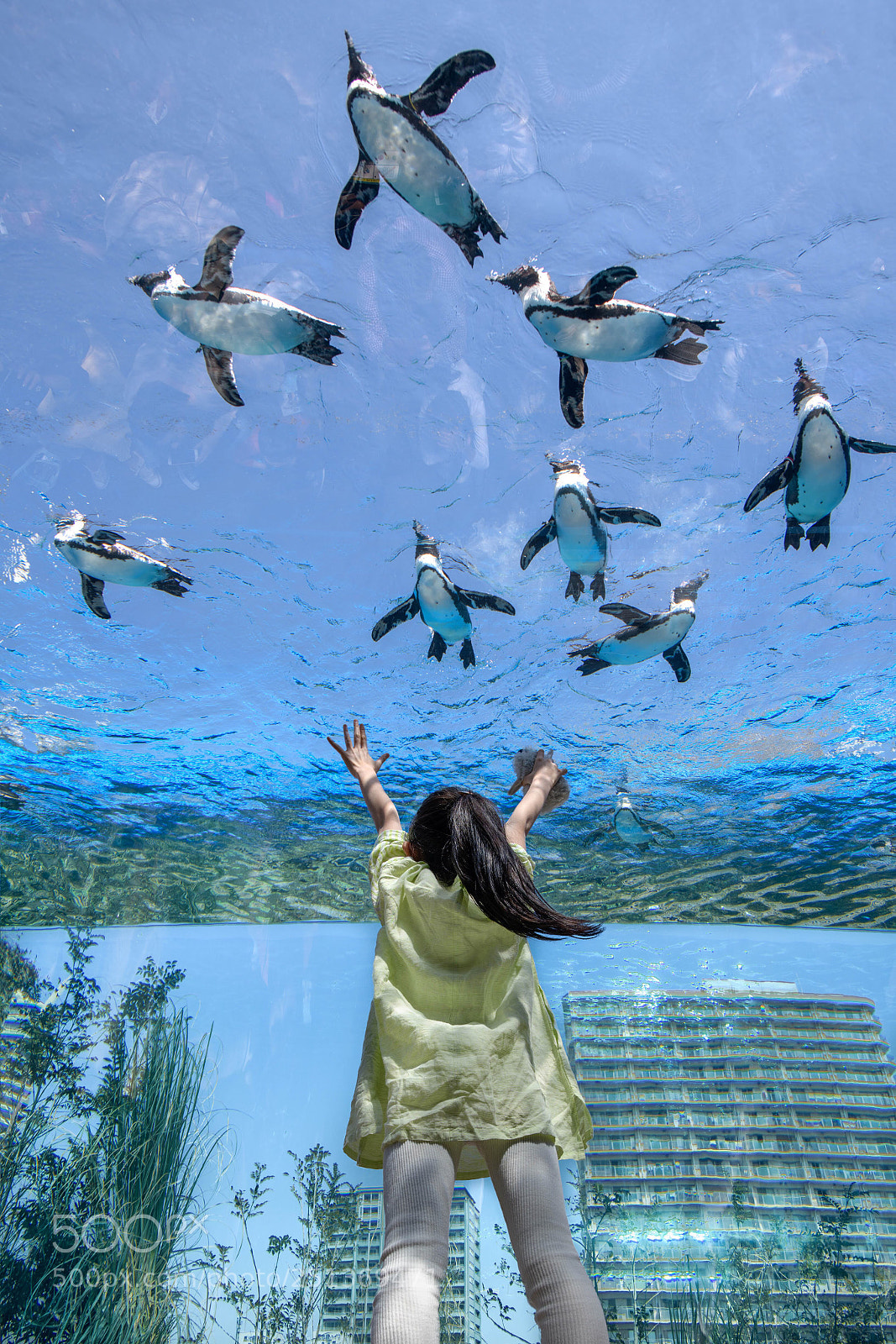 Nikon D850 sample photo. Flying penguin photography