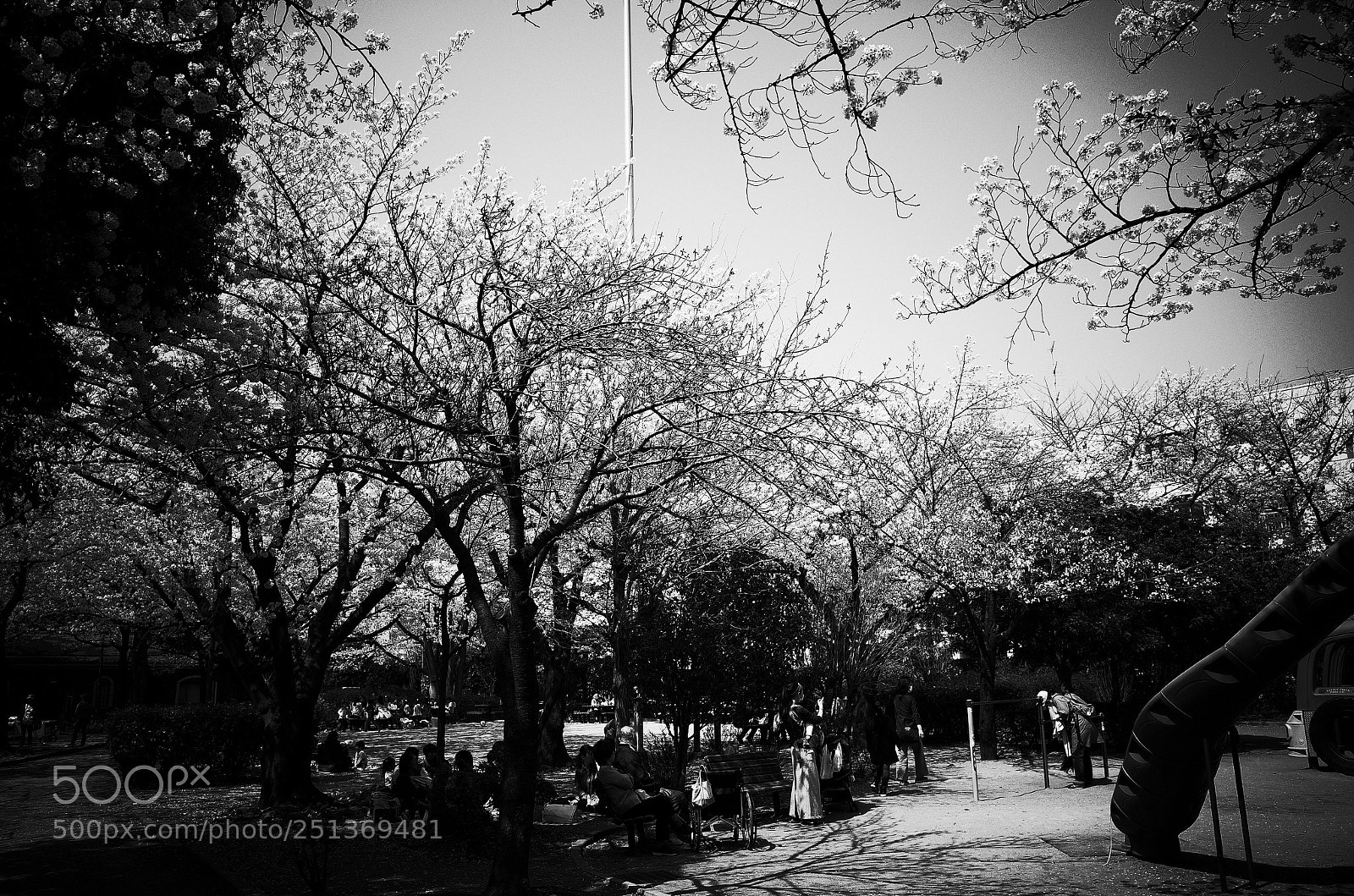 Ricoh GR II sample photo. Sakura photography