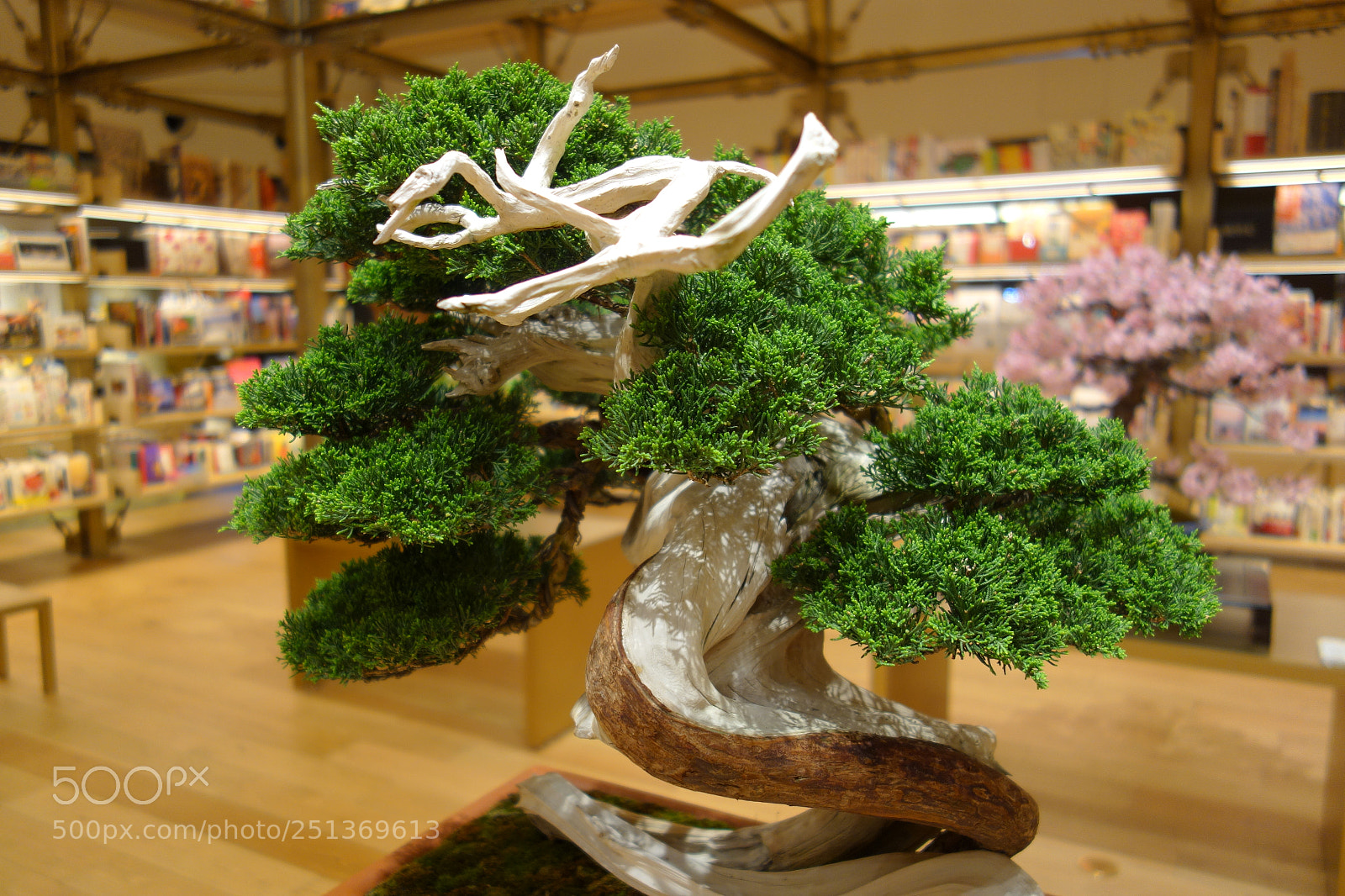 Sony Cyber-shot DSC-RX100 sample photo. Bonsai in the library photography