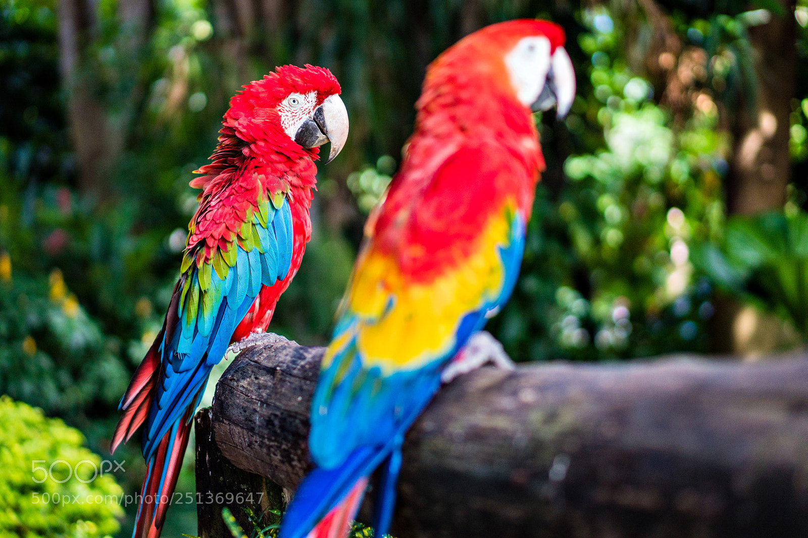 Sony a6500 sample photo. Araras photography