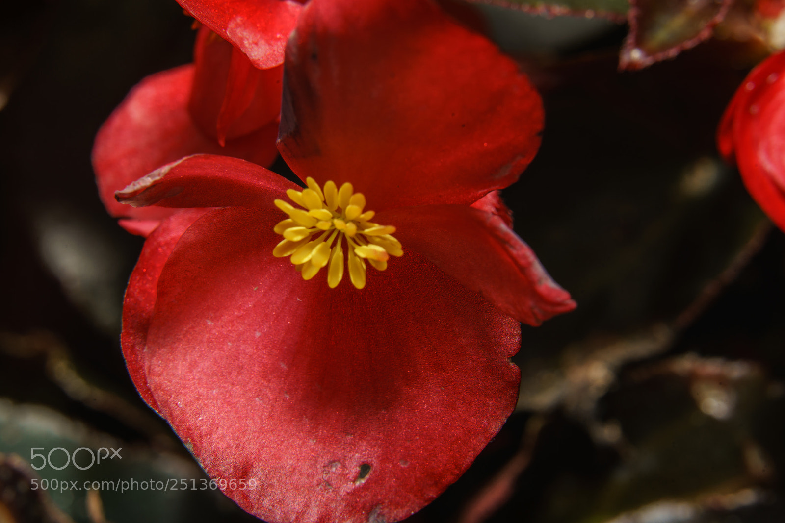 Sony a7R II sample photo. A close up to photography