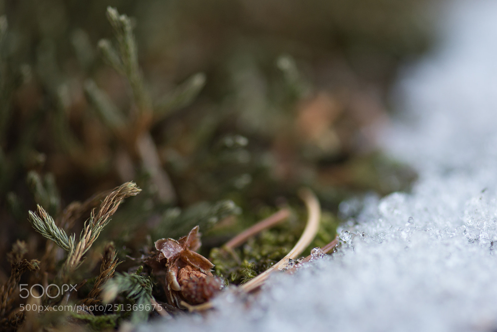 Nikon D600 sample photo. Emerging from the snow photography