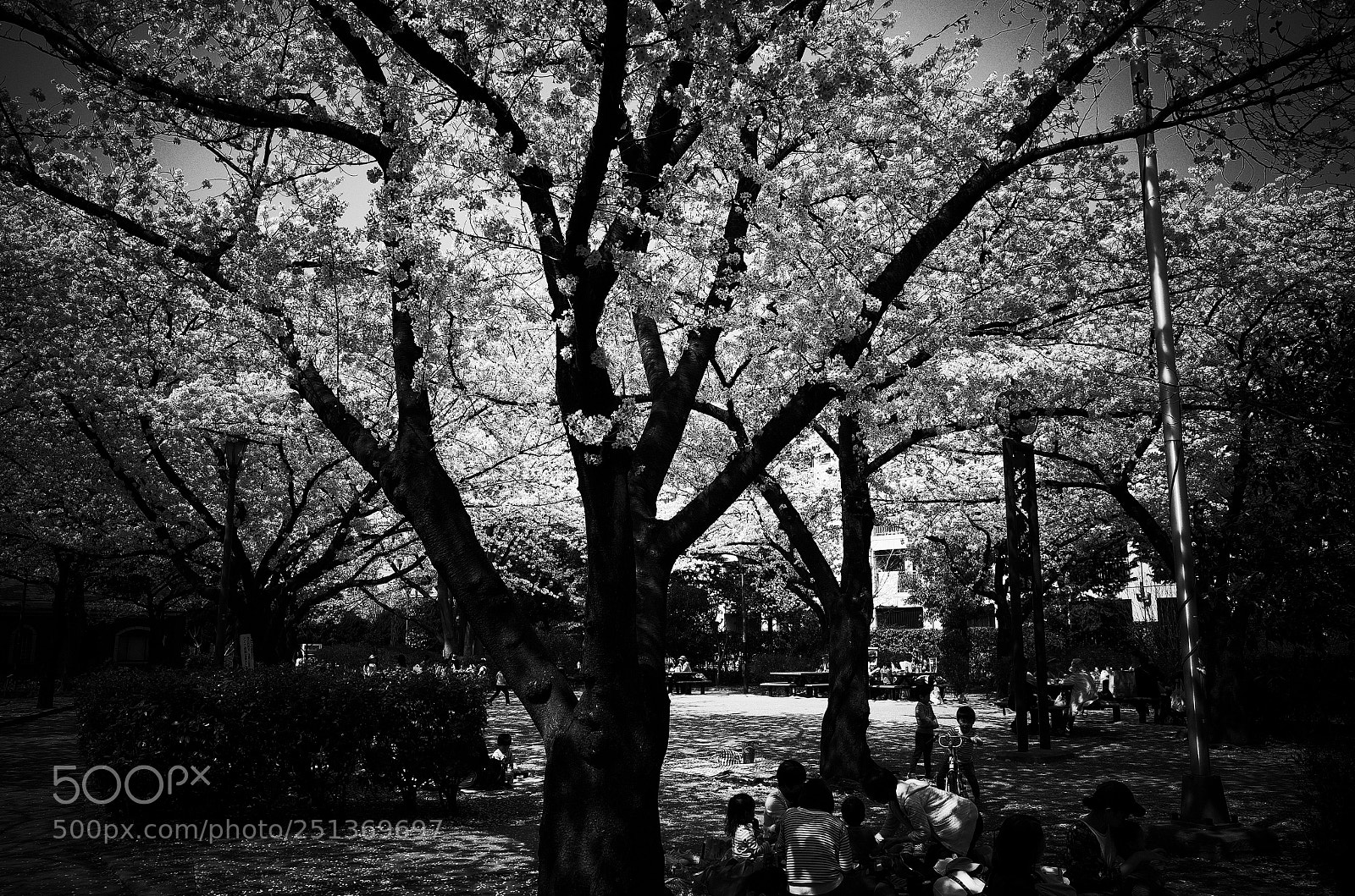Ricoh GR II sample photo. Sakura photography