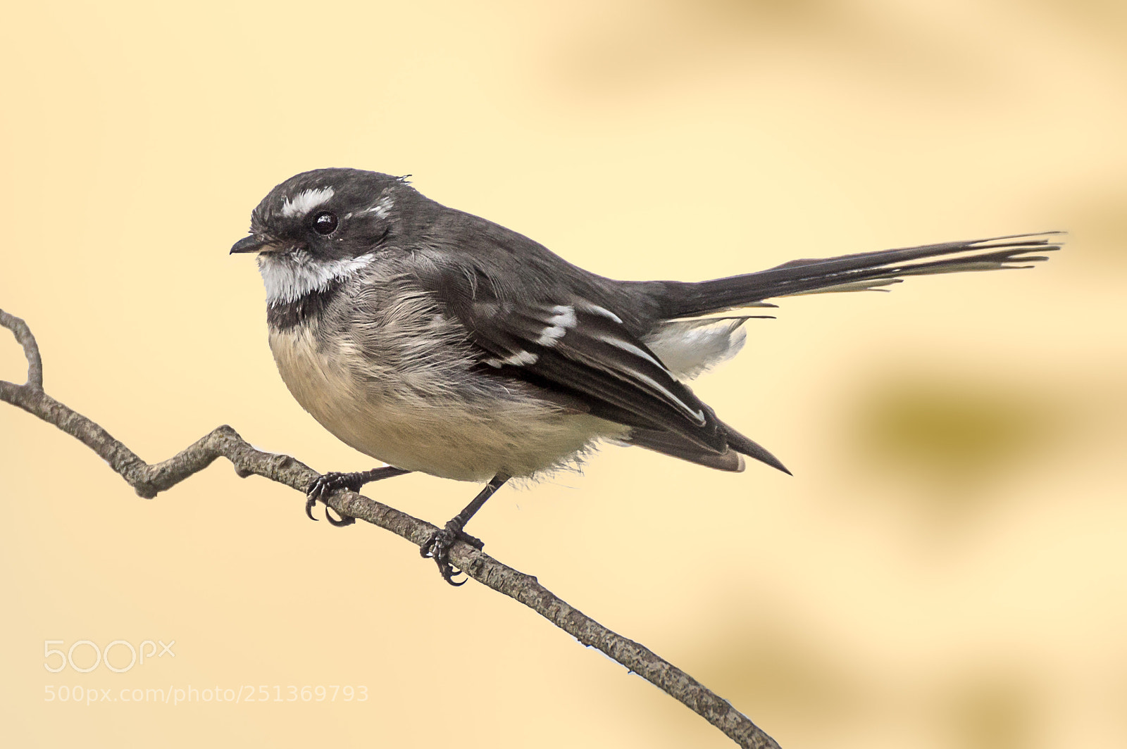 Pentax K-3 II sample photo. Grey fantail photography
