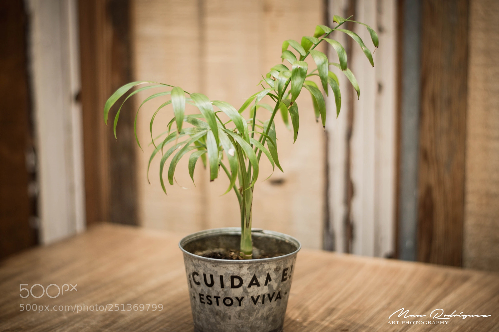 Nikon D3300 sample photo. Cuidame estoy viva! photography