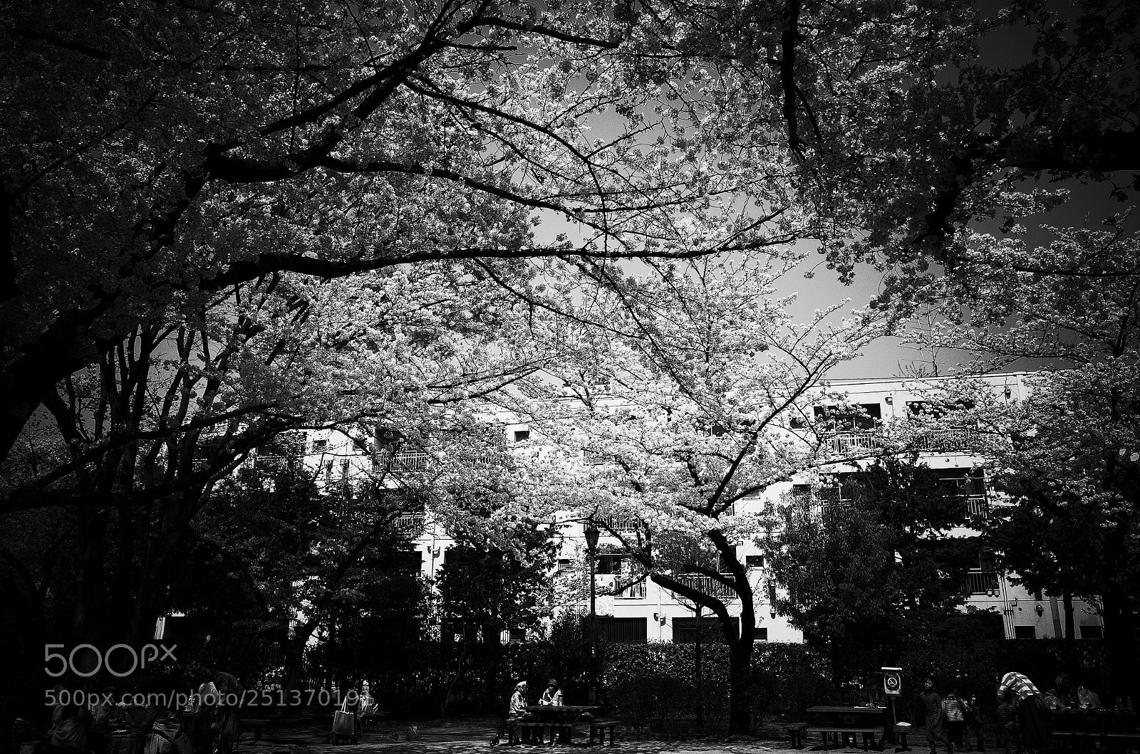 Ricoh GR II sample photo. Sakura photography
