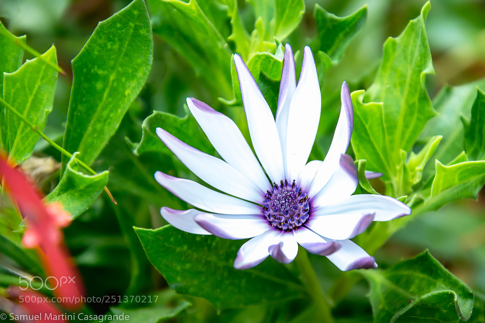 Nikon D7100 sample photo. White flower photography