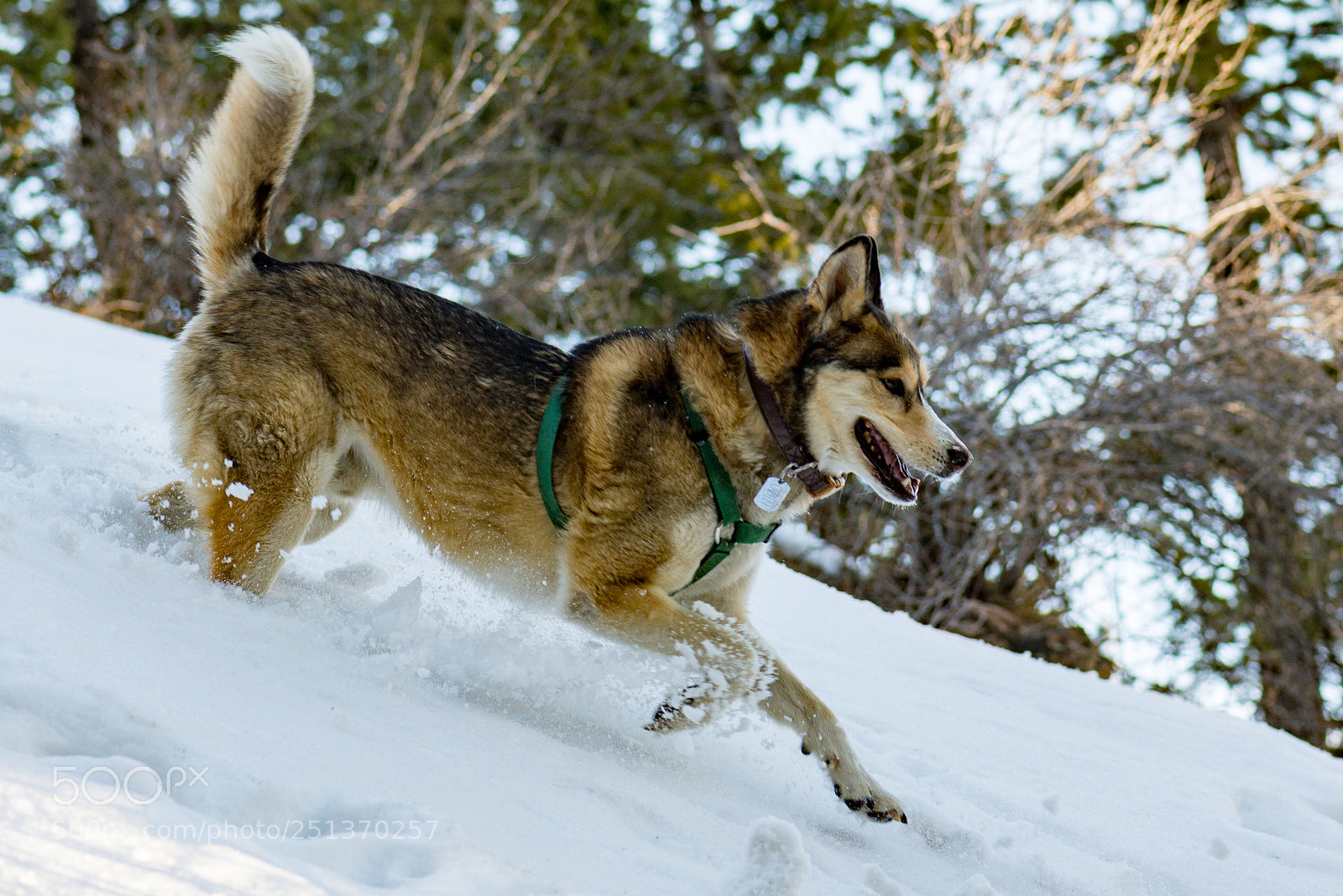 Nikon D600 sample photo. Odin running through the photography