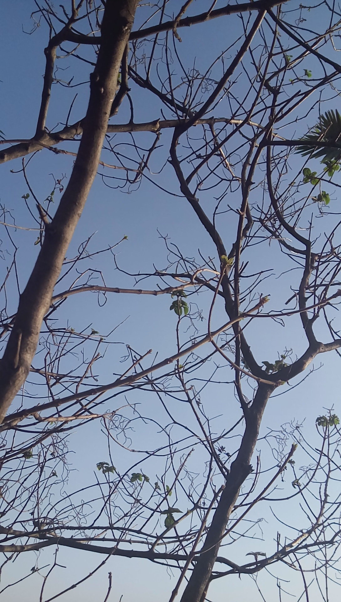 Lenovo VIBE X3 LITE sample photo. Morning light photography