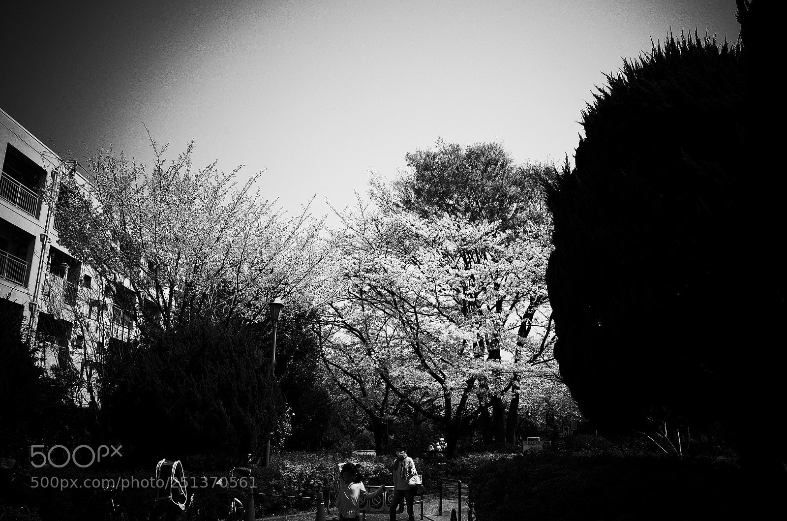 Ricoh GR II sample photo. Sakura photography