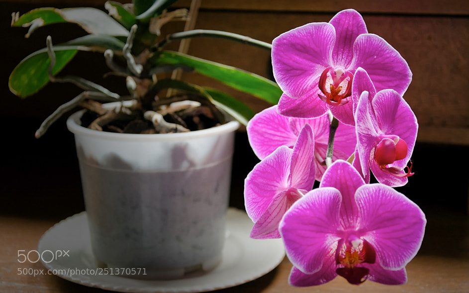 Nikon D7000 sample photo. 121016-002 pink orchid flower photography