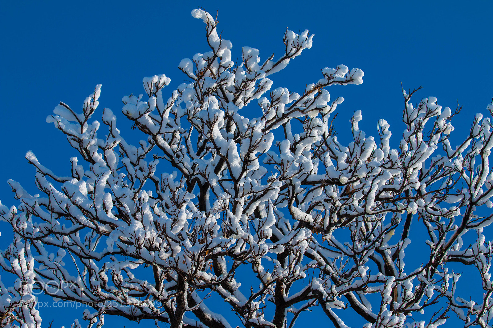 Canon EOS 70D sample photo. Sticky photography
