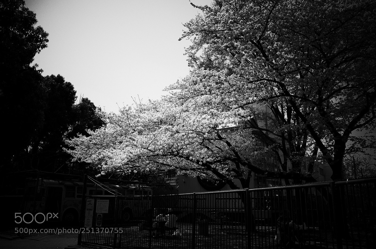 Ricoh GR II sample photo. Sakura photography