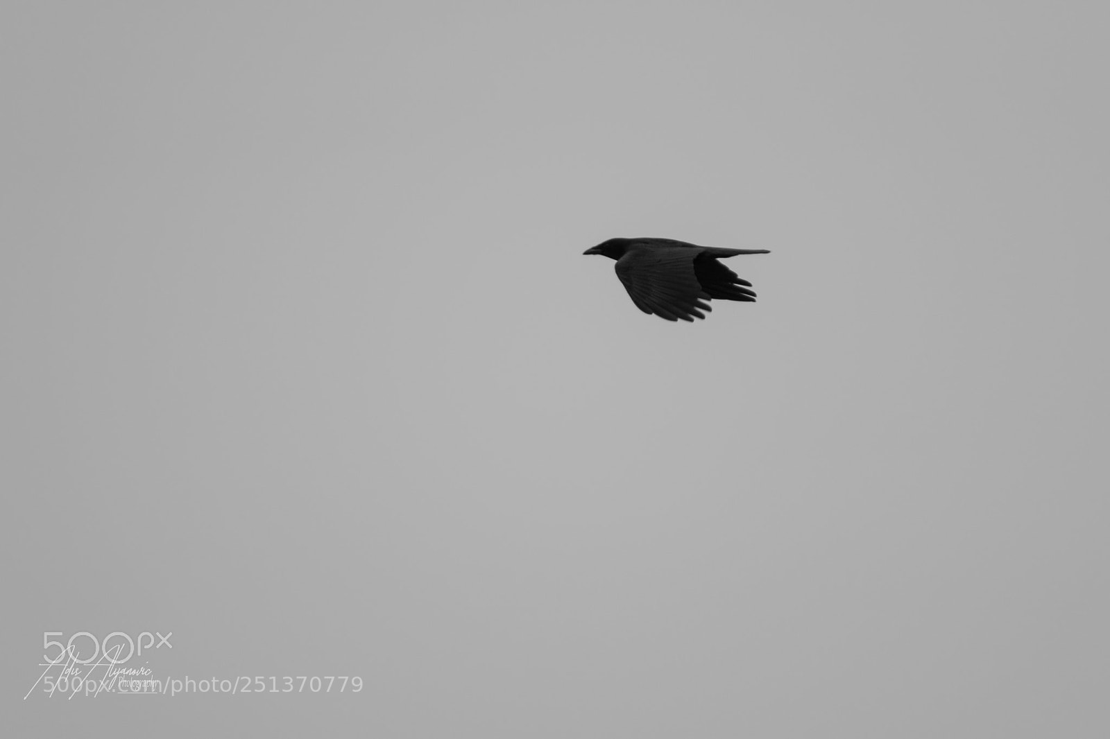 Nikon D5300 sample photo. Black bird photography