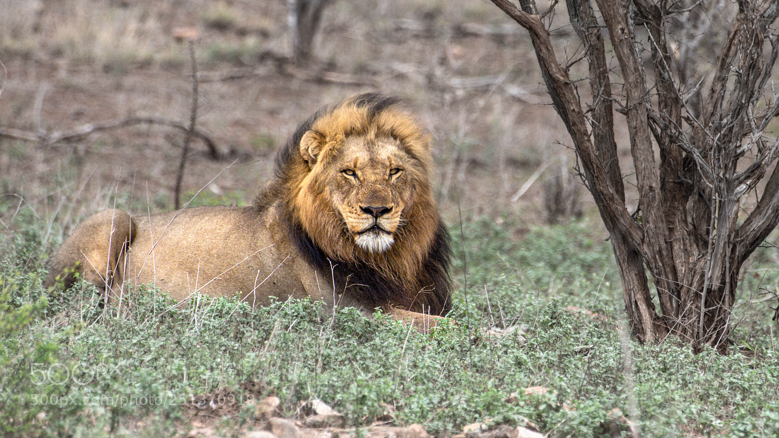 Pentax K-5 II sample photo. Lion photography