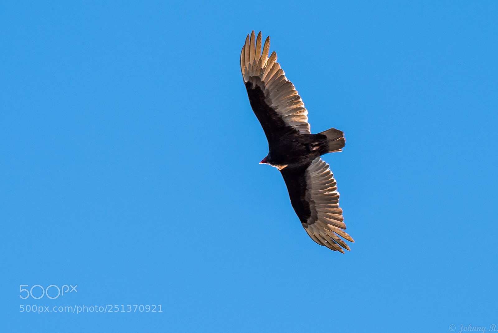 Nikon D810 sample photo. Eagle- gliding photography